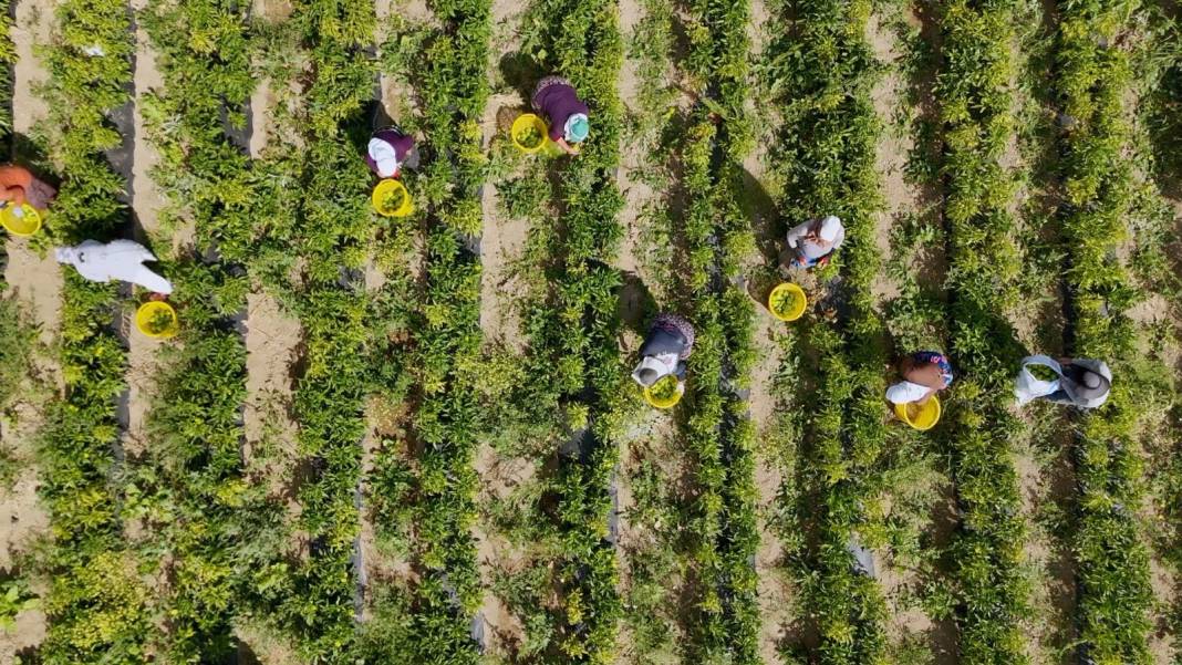 Arpa, nohut, şeker üretimiyle ünlü ilçede bu yıl ilk defa ekildi: Hasadı yüz güldürdü 8